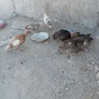 بوقلمون