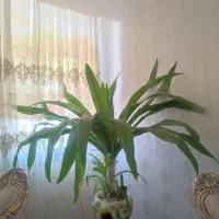 گل و کاکتوس