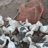 غاز‌نر‌وماده‌‌‌