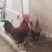 مرغ و خروس فروخته می‌شوند مرغ ۷۰۰ خروش ۸۰۰
