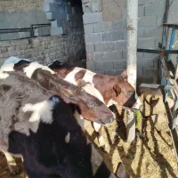 سه رس گوساله نرجنس درجه یک پاچه دارخوب