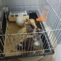 تخمه بلدرچین و بلدرچین جوجه محلی وبچه محلی