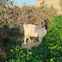 بز نژدی|حیوانات مزرعه|دزفول, |دیوار