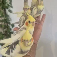 جوجه عروس هلندی دستی