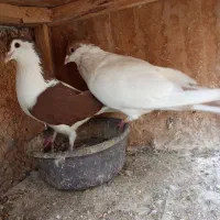 کبوتر کفتر پلاس نر وماده