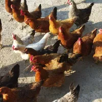 مرغ تخمگذار