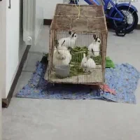 خرگوش