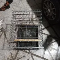 قفس.  و فنچ کینگ پرنده