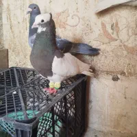 طوقی سرکه ای سه بر دار عتیقه