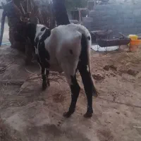 معامله ای