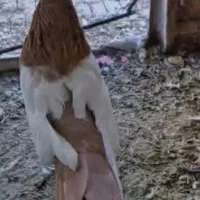 کبوتر سینه زرد نر
