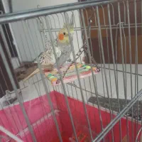 یک جفت عروس هلندی نر و ماده