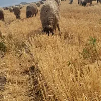 بره نروماده