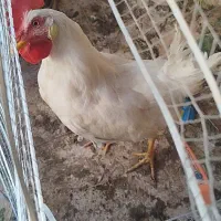 خروس جوان