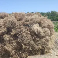 علف خشک بهاره برای گوسفند