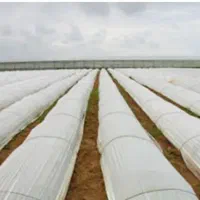 پلاستیک خربزه