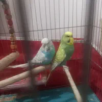 مرغ عشق انگلیسی مولد