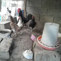 ۵تا مرغ ویه خروس و ۱۵تا جوجه ۴ماهه