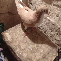 کفتر|پرنده|نیشابور, شهرک رضوی|دیوار