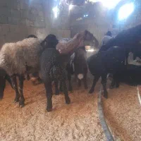 میش بره
