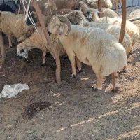 یک قوچ و سه شیشک