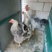 مرغ و خروس