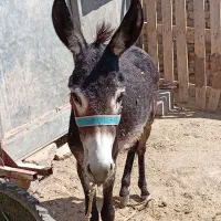 خر ۱ ساله