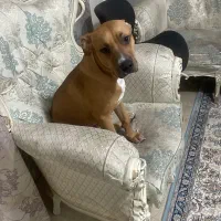 سگ پیتبول نر