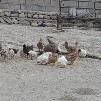 مرغ تخم گذار