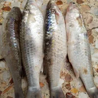 ماهی بیاح درشت