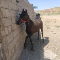 اسب|اسب و تجهیزات اسب‌سواری|تبریز, |دیوار