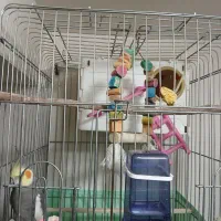 مرغ عشق و عروس هلندی