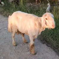 قوچ نابغه