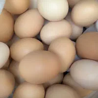 تخم مرغ بومی