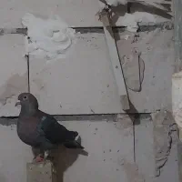 کفتر|پرنده|مشهد, ایثار|دیوار
