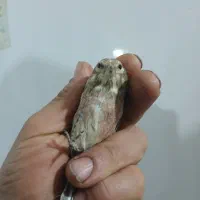 سهره سینه سرخ نر فقط ۱۰۰