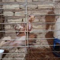 جوجه لاری نسلش شمشیره