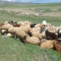 ۳۵رس شیشک ۲تازاییده