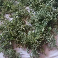 اویشن کوهی