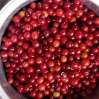 الوچه جنگلی فروشی کیلو80