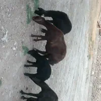 فروش میش افشار و شال ژن دار