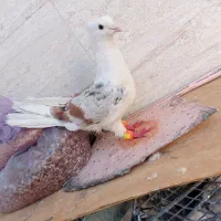 خوشونه