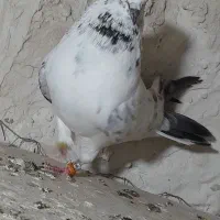 کبوتر