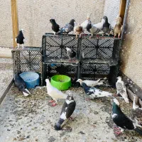 رنگی طوقی خوشرنگ سرور دورگ