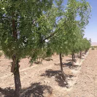باغ زرشک و پسته و عناب آرین شهر
