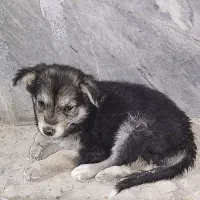 سگ سرابی|سگ|زابل, |دیوار