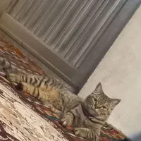 گربه پرشین میکس کاملآ سالم