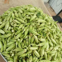بامیه تازه