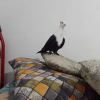 کلاغ