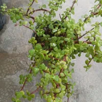 سانسوریا  خرفه ای